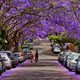 Image for article titled Trees Can Make An Urban Stroll Better For Your Mental Health